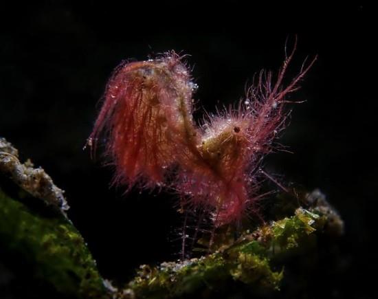 2018 Ocean Art Contest 1. sija Sejung Jang “Hairy Shrimp”, Anilao, Filippiinit