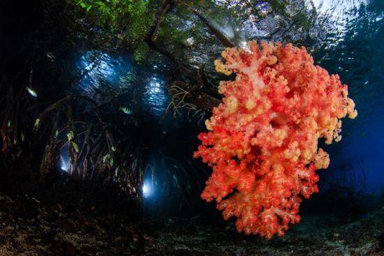 2018 Ocean Art Contest 1. sija Yen-Yi Lee “Mangrove”, pehmeä koralli kasvaa Mongroven juurilla