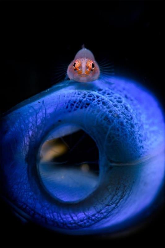 2018 Ocean Art Contest 2. sija Chun Zhou “Look”, hiekka goby on tunicate