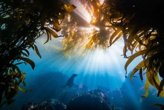 2018 Ocean Art Contest 2. sija Tyler Schiffman 