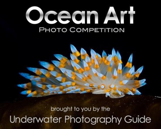 2018 Ocean Art Contest -voittaja - Tässä ovat vuoden parhaat vedenalaiset valokuvat