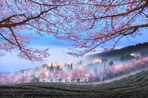 2020 Tokyo International Photo Awards - Vuoden 20 parhaan voittajan valokuvan kirsikankukkakuva