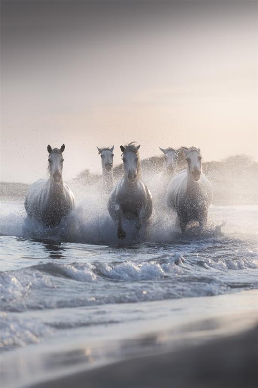 2020 Tokyo International Photo Awards - Vuoden 20 parasta voittajakuvaa Neptunuksen hevosista