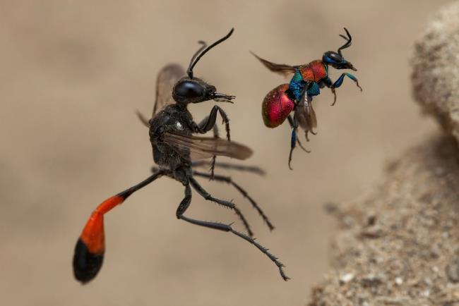 Vuoden 2020 luontokuvaaja -voittaja, tarina kahdesta ampiaisesta