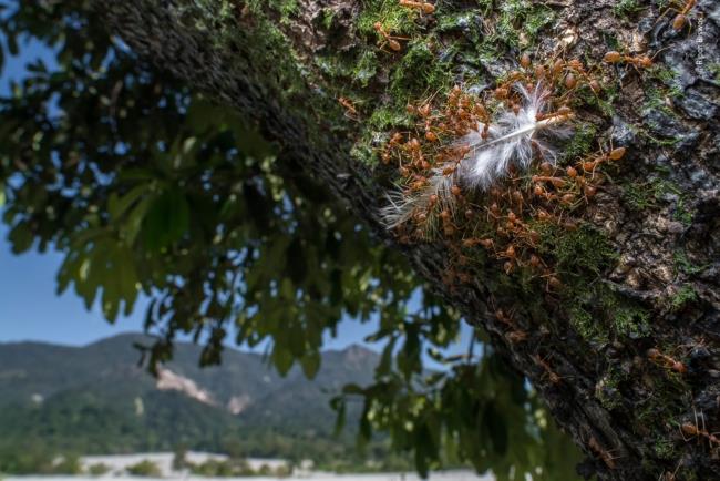 Vuoden 2020 Wildlife Photographer of the Year -voittaja, höyhenpainoiset villieläinmuurahaiset