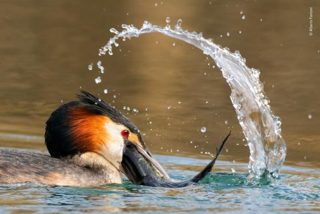 Vuoden Wildlife Photographer of the Year -voittaja vuoden 2020 saalis nouseva tähti