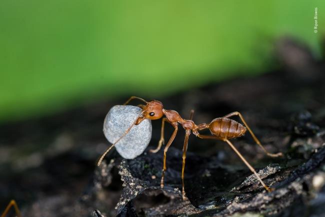 Vuoden 2020 luontokuvaaja -voittaja raskaansarjan muurahainen
