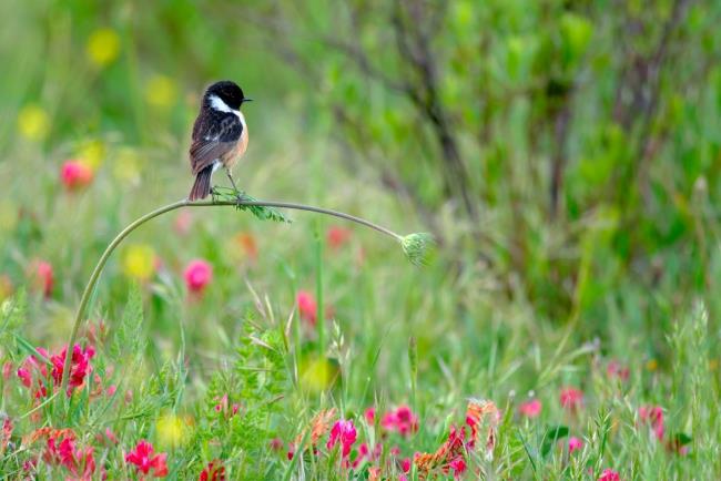 Vuoden 2020 Wildlife Photographer of the Year -voittaja on tasapainossa nuorten valokuvaajien kanssa