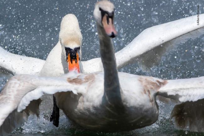 Vuoden 2020 Wildlife Photographer of the Year -voittaja, raivoisa cob -nouseva tähti