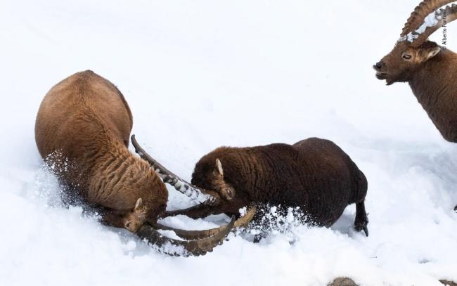 Vuoden 2020 Wildlife Photographer of the Year -voittaja, testiajat nouseva tähti