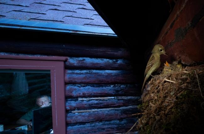 Vuoden 2020 villieläinvalokuvaaja -voittaja katsomassa sinua katsomassa heitä urbaaneina