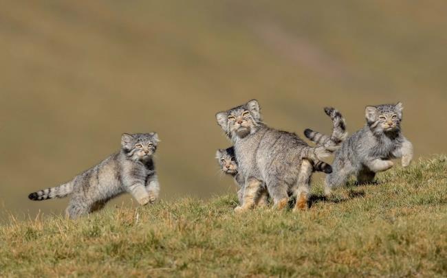 Vuoden 2020 Wildlife Photographer of the Year -voittaja, kun äiti sanoo run wildcatzen