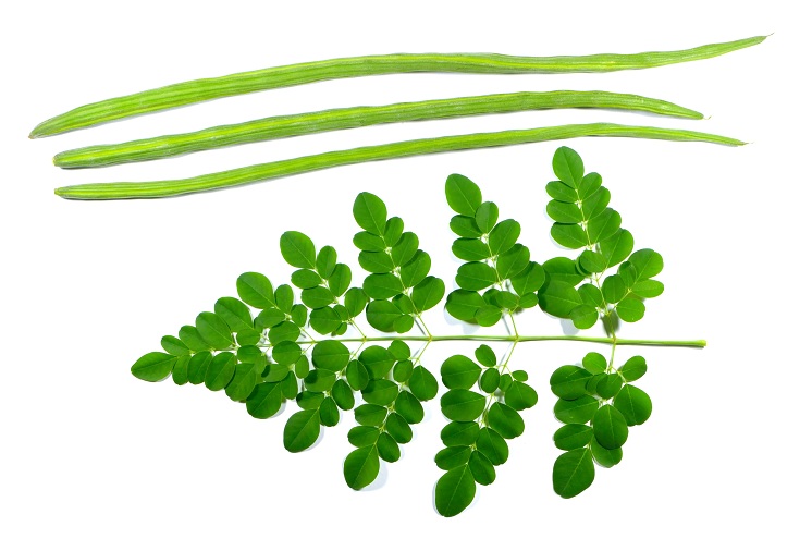 moringa egészségügyi előnyök