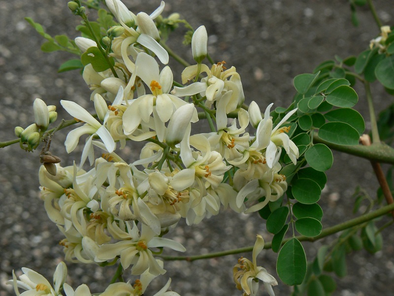 A Moringa Oleifera előnyei