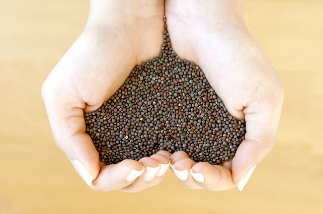 Sennepsfrø rige på omega 3