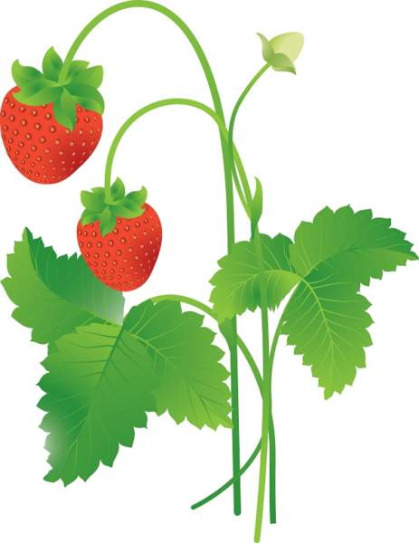 Fordele ved jordbær