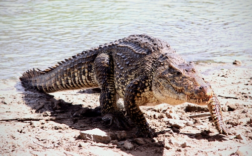Cubansk krokodille (Rhombifer)