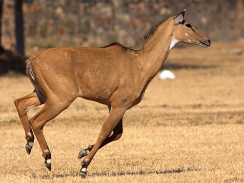 Nilgai