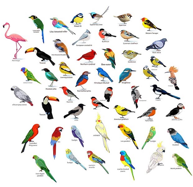 különböző típusú madarak