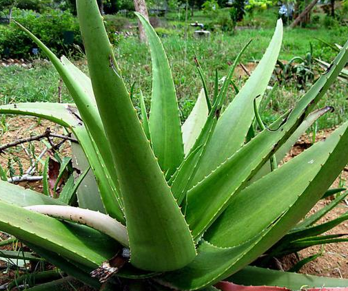 4. Aloe Vera fa