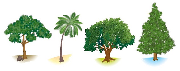 Különböző típusú fák és azok előnyei