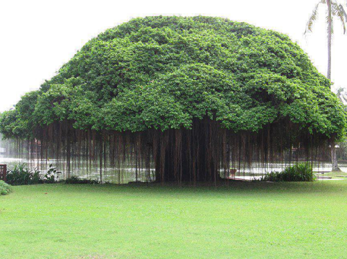 1. Banyan fa