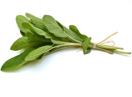 Salvie til vægttab naturligvis
