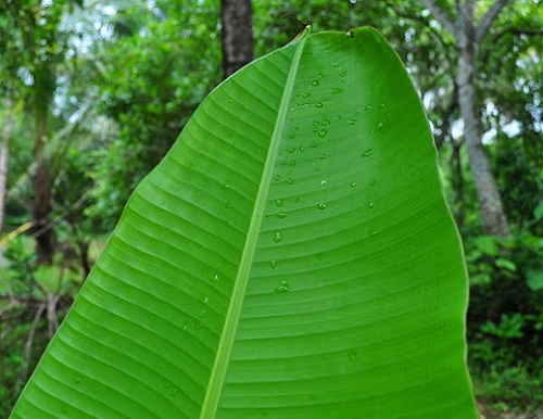 Plantain blade