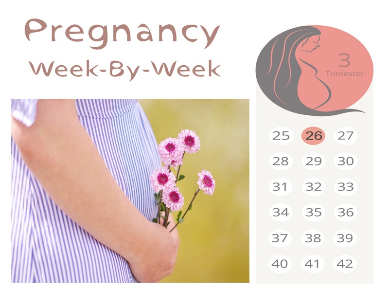 26 ugers graviditet