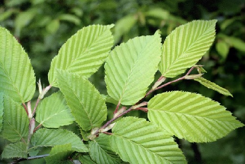 Slippery Elm Remedy for ondt i halsen