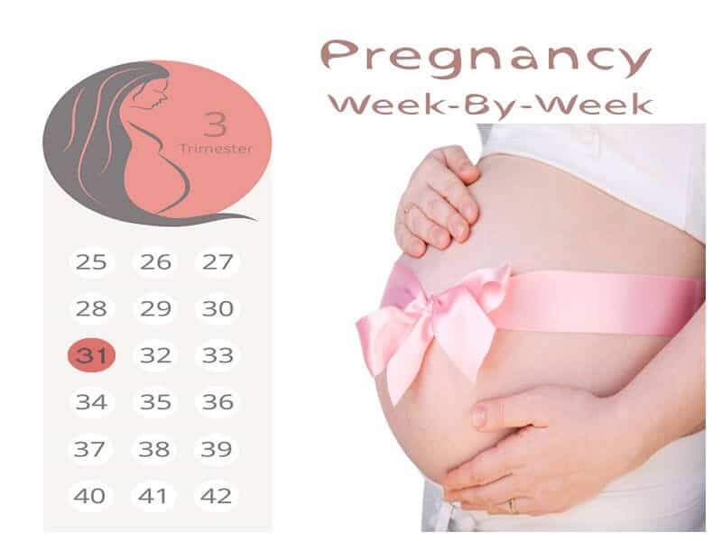 31 hetes terhes
