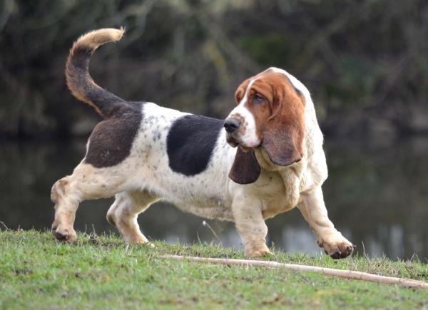 4 keskikokoista koiraa, joihin tulet heti rakastumaan basset hound alas