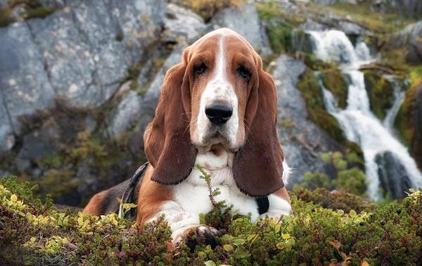 4 keskikokoista koiraa, joihin tulet heti rakastumaan basset hound jadghund -perhekoiraan