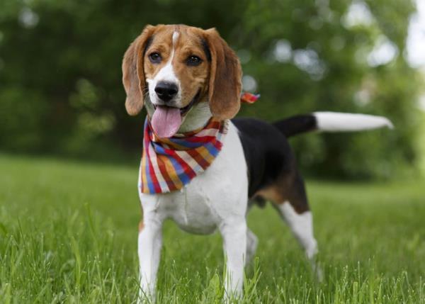 4 keskikokoista koiraa, joihin tulet heti rakastumaan söpään beagle -perheen koiraan