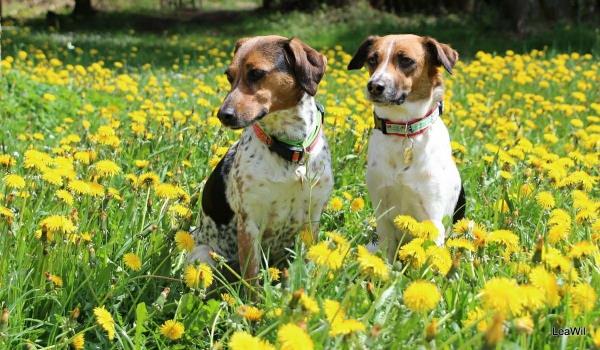 4 keskikokoista koiraa, joihin tulet heti rakastumaan boheemista tšekkiläisestä koiranrotuista