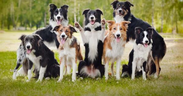 4 keskikokoista koiraa, joihin tulet heti rakastumaan älykkääseen bordercollie-koiraan