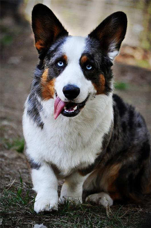 4 keskikokoista koiraa, joihin tulet rakastumaan välittömästi neuletakki corgi-värinen merle