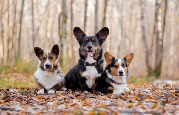 4 keskikokoista koiraa, joihin tulet heti rakastumaan neuletakki corgin eroista
