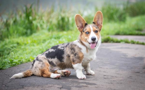 4 keskikokoista koiraa, joihin tulet rakastumaan heti neuletakki welsh corgi pentu söpö