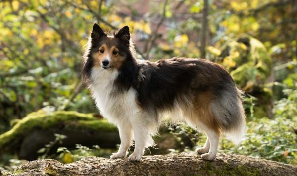 4 keskikokoista koiraa, joihin rakastut heti sheltie collie söpö pikkuinen