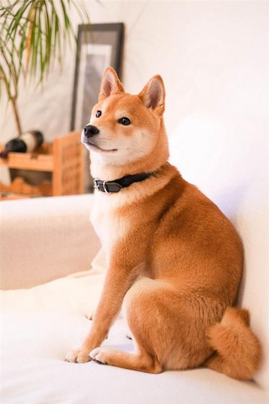 4 keskikokoista koiraa, joihin tulet rakastumaan välittömästi shiba inu japani perhekoira-asunto