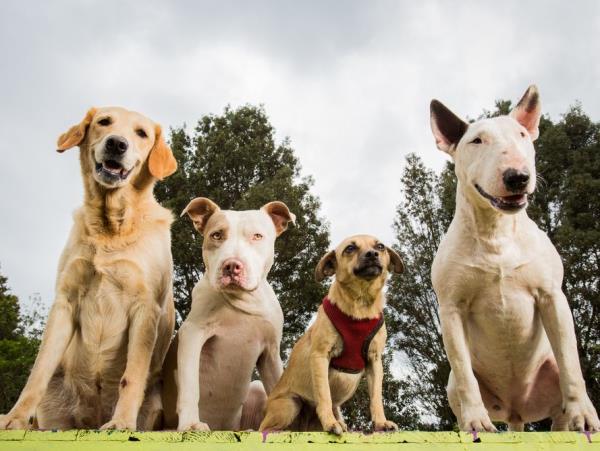 4 keskikokoista koiraa, joihin tulet heti rakastumaan eri kokoisiin koiriin