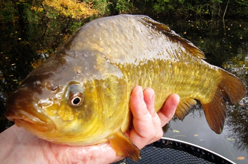 Tench