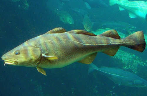 Fisketyper 11