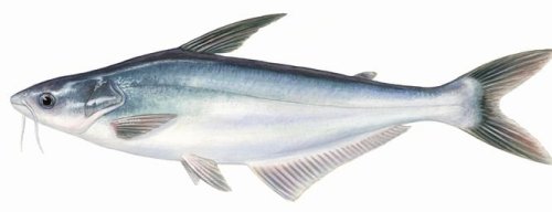 Fisketyper 14
