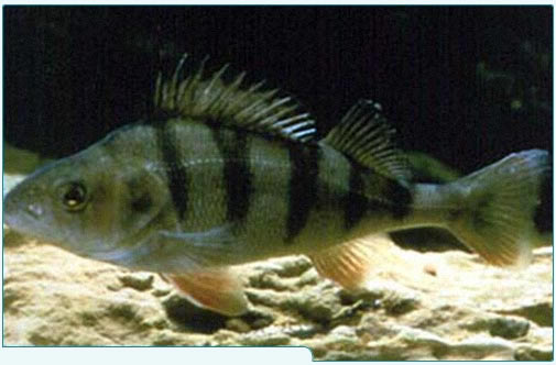 Fisketyper 15