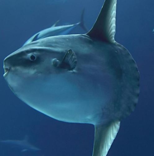 Fisketyper 17