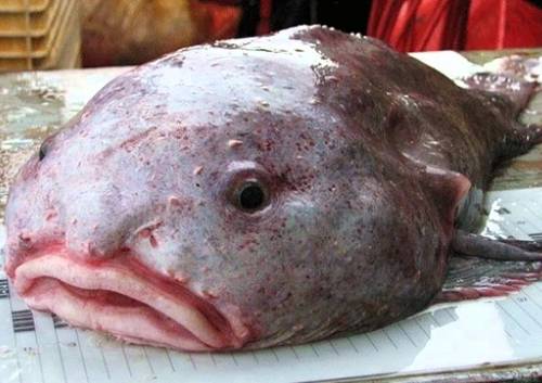 Typer af havfisk Klat fisk
