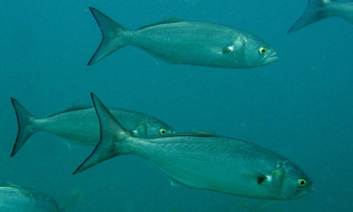 Fisketyper 19
