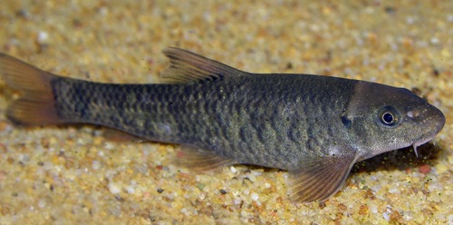 Fisketyper 20